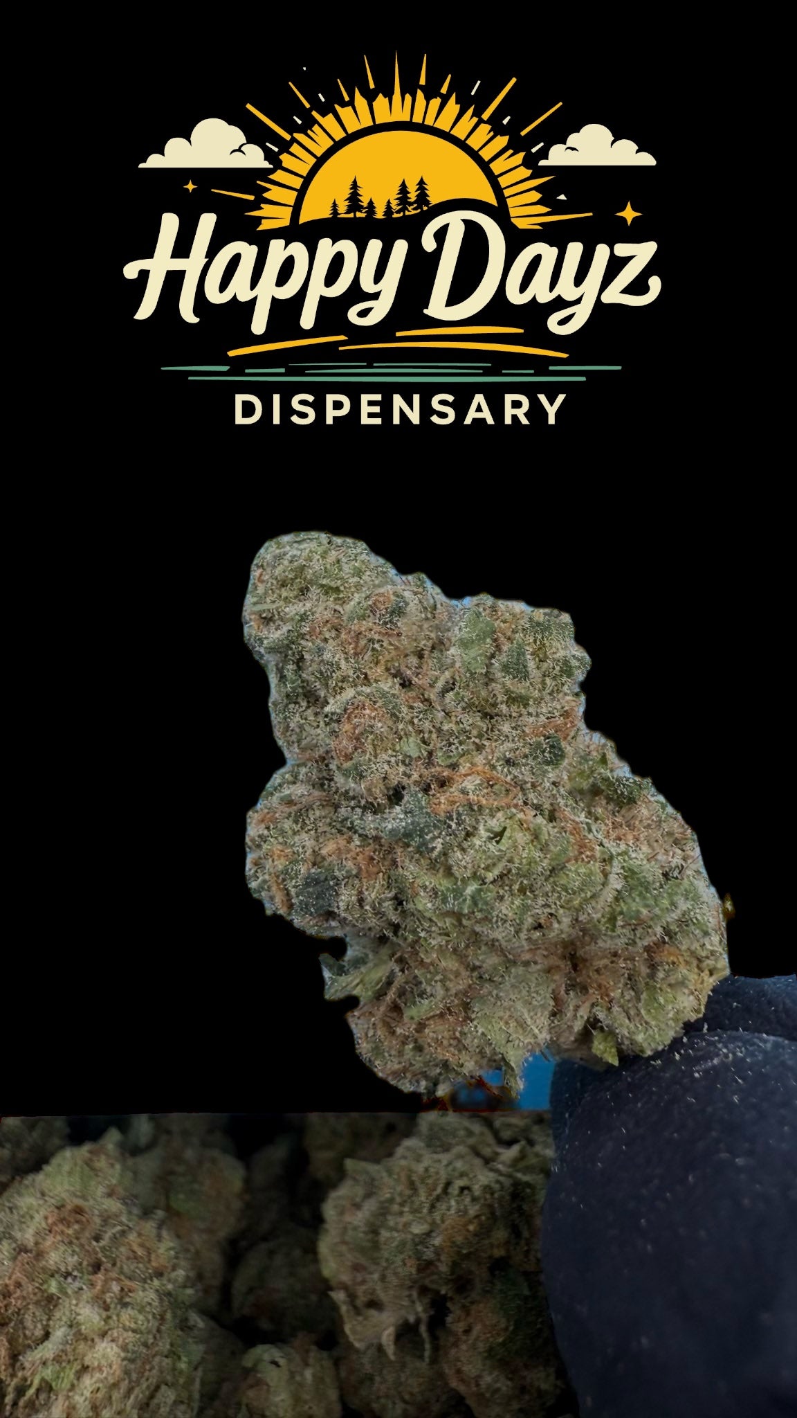 Mimosa (Sativa)